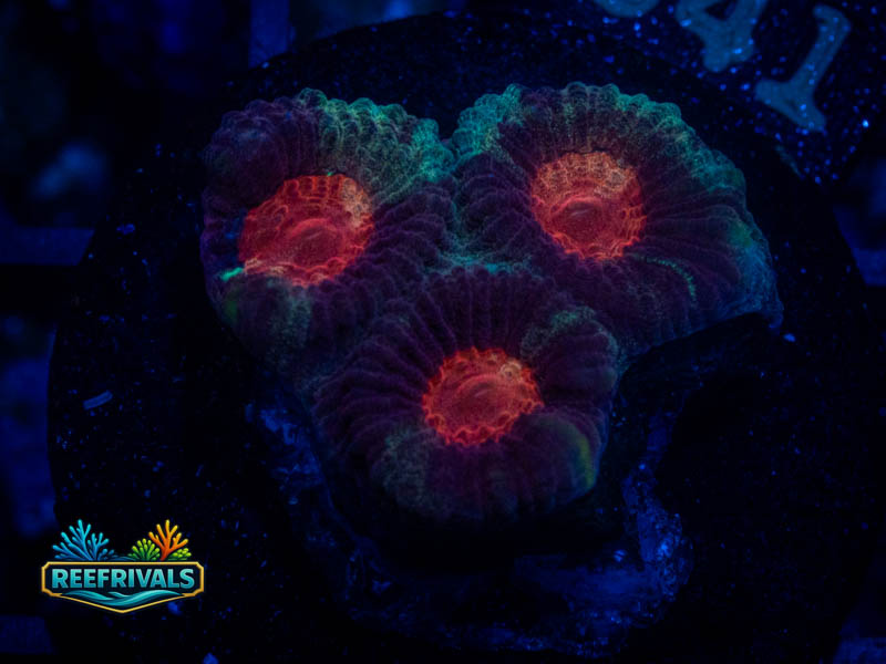 TSA Christmas Favia coral image from ReefRivals, listed as Favia sp. and Favias