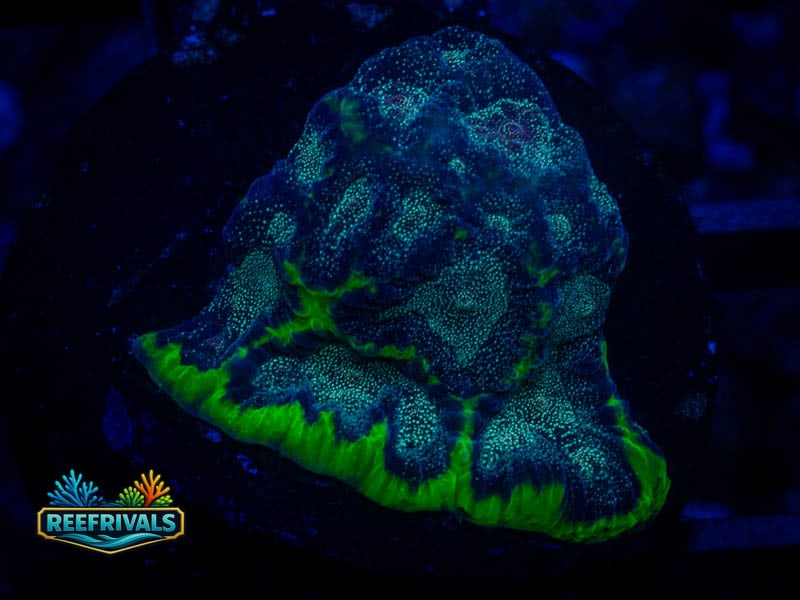 TSA Infection Favia coral image from ReefRivals, listed as Favia sp. and Favias