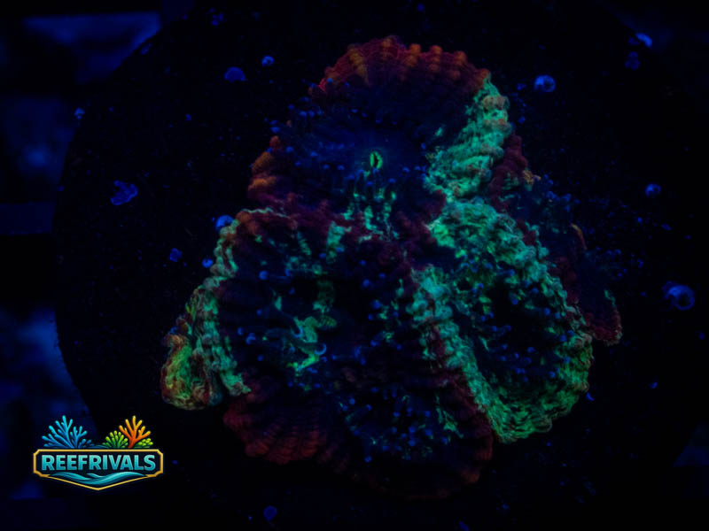 RVL Lava Rim Favia coral image from ReefRivals, listed as Favia sp. and Favias