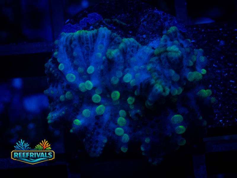 RVL Yellow Oxide Mushroom coral image from ReefRivals, listed as Discosoma sp. and Mushrooms