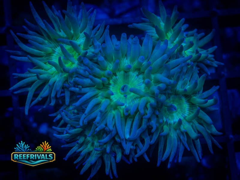 RVL Splunkin' Duncan (5+ Heads) coral image from ReefRivals, listed as Duncanopsammia axifuga and Duncans