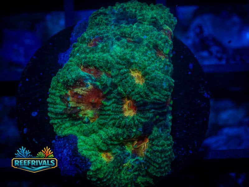 RMf Paradise Favia coral image from ReefRivals, listed as Favia sp. and Favias