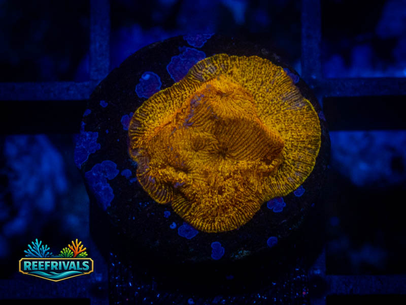 RVL 24K Lepto coral image from ReefRivals, listed as Leptoseris sp. and Encrusting