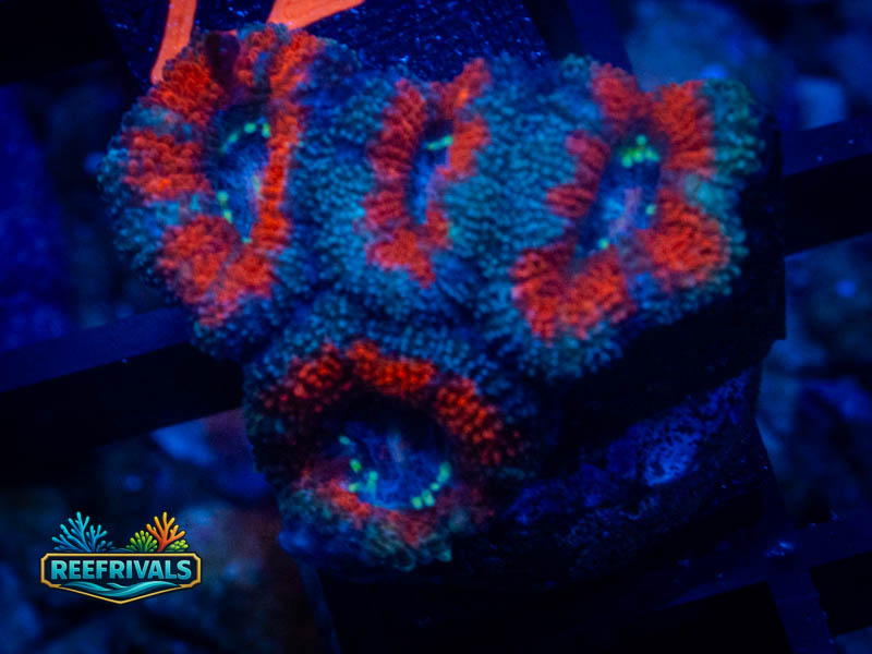 WCC Old Glory Aussie Acan Lord WYSIWYG coral image | ReefRivals WCC Old Glory Aussie Acan Lord coral image from ReefRivals, listed as Micromussa sp. and Acans