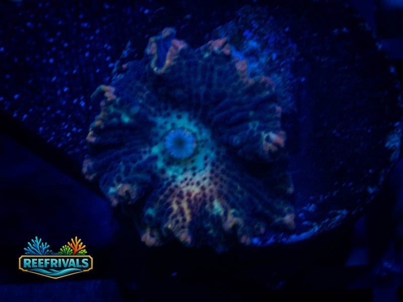 QCC Orange Leopard Mushroom WYSIWYG coral image | ReefRivals QCC Orange Leopard Mushroom coral image from ReefRivals, listed as Discosoma spp. and Mushrooms
