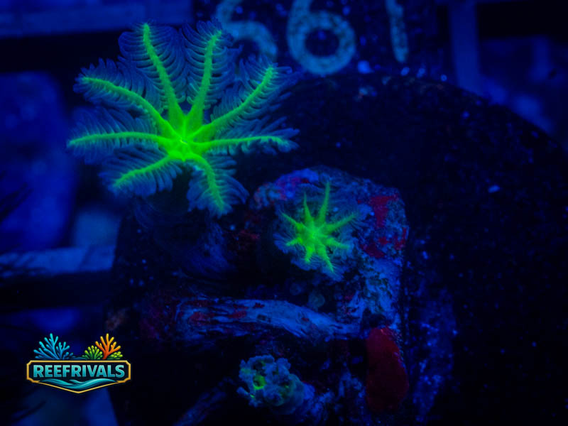 Neon Green Clove Polyps coral image from ReefRivals, listed as Clavularia sp. and Soft Coral