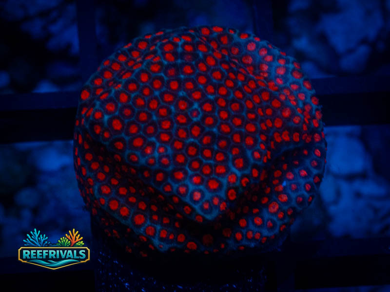 TG Darth Maul Porites coral image from ReefRivals, listed as Porites sp. and SPS Branching