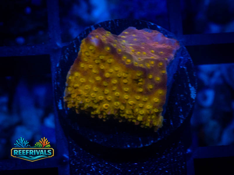 TSA 24K Gold Cyphastrea coral image from ReefRivals, listed as Cyphastrea sp. and Encrusting