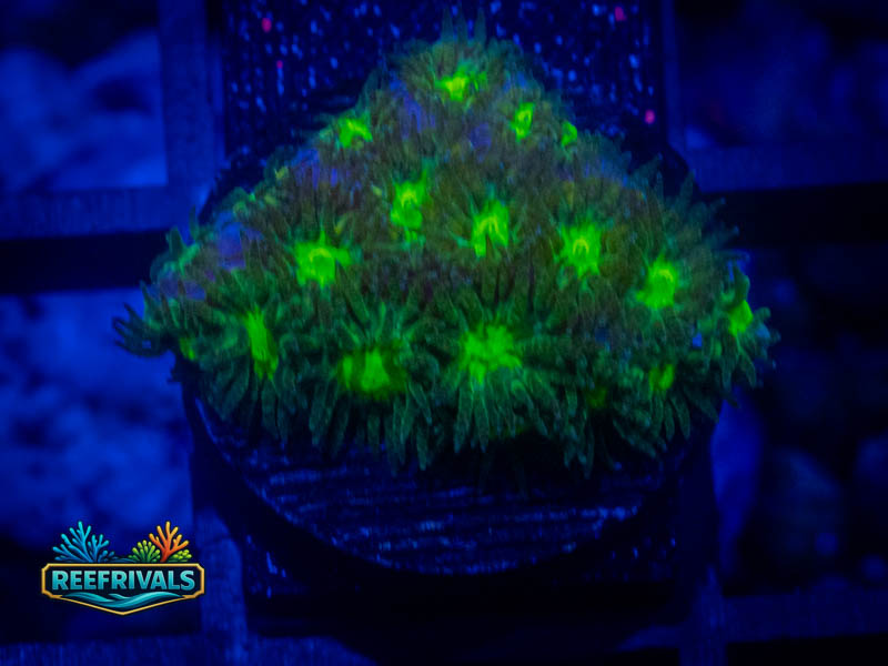 WWC Neon Leptastrea coral image from ReefRivals, listed as Leptastrea sp. and SPS Branching