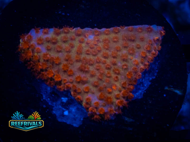 ECC Sunburst Monti coral image from ReefRivals, listed as Montipora sp. and Montis