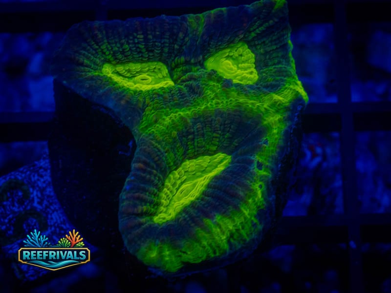 RVL Disco Favia coral image from ReefRivals, listed as Favia sp. and Favias