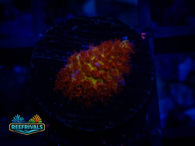 JF Burning Banana WYSIWYG coral image | ReefRivals JF Burning Banana coral image from ReefRivals, listed as Stylocoeniella spp. and SPS Branching
