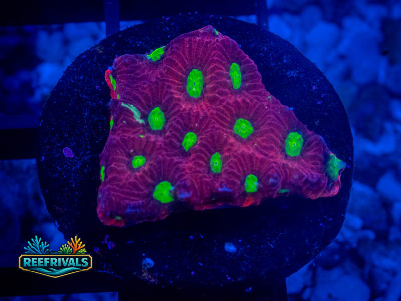 RVL Strawberry Favia coral image from ReefRivals, listed as Favia sp. and Favias