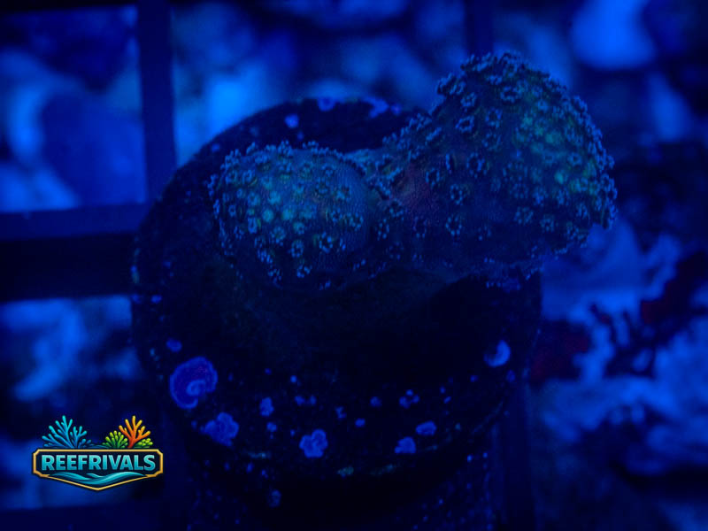 RVL Twin Stylo coral image from ReefRivals, listed as Stylophora sp. and Soft Coral