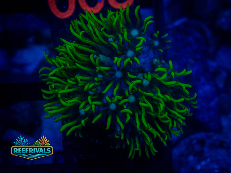RVL Blue Core GSP coral image from ReefRivals, listed as Briareum sp. and Soft Coral