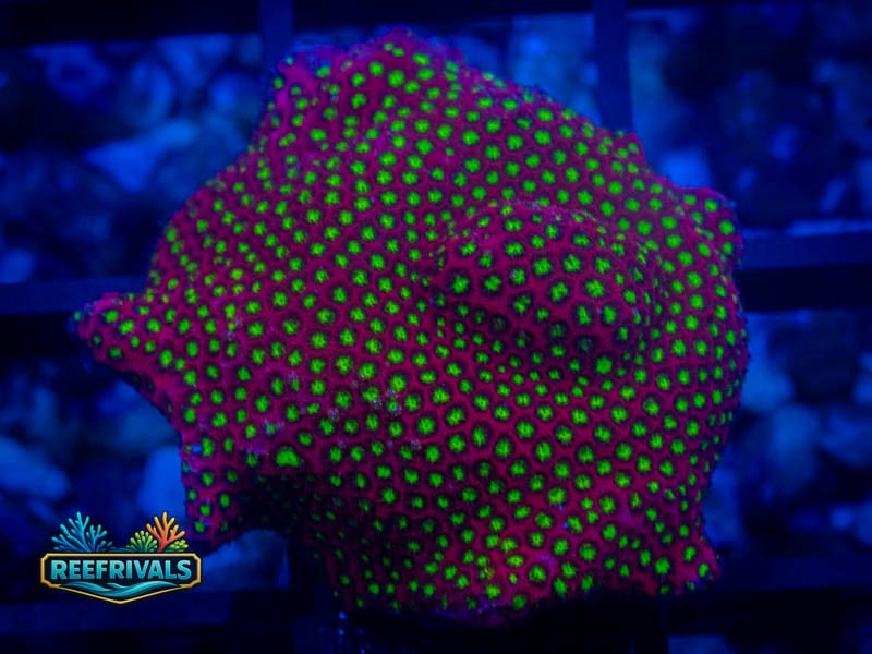 WWC Electric Daisy Stylo coral image from ReefRivals, listed as Stylocoeniella spp. and Encrusting