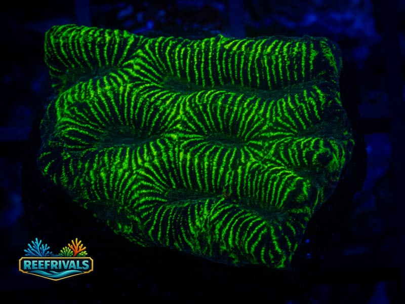 JF High Voltage Platygyra coral image from ReefRivals, listed as Platygyra sp. and Encrusting