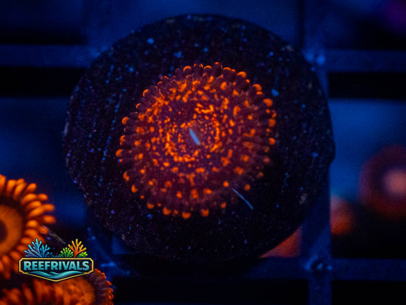 Nightmare 2.0 Zoa coral image from ReefRivals, listed as Zoanthus sp. and Zoas