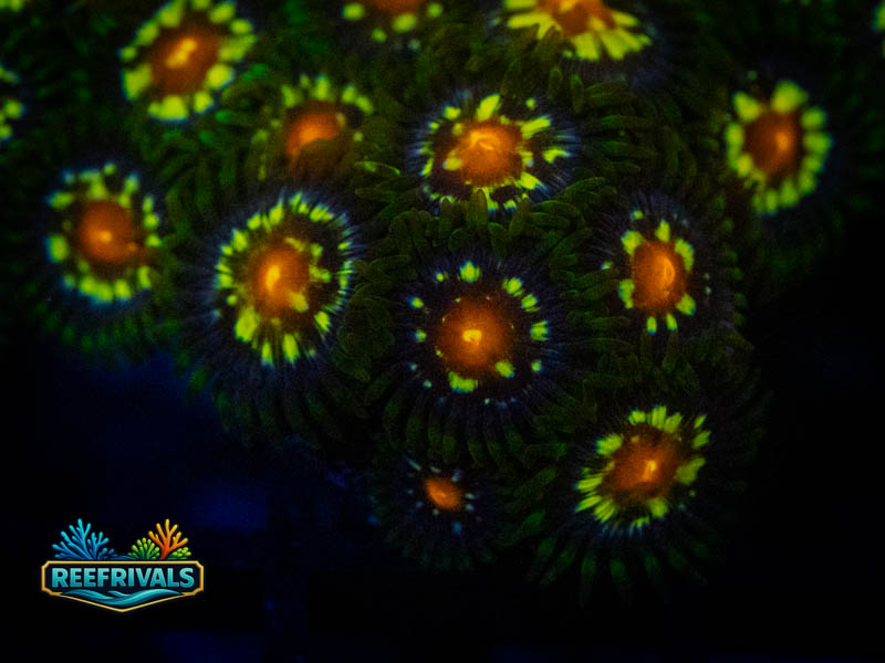 Daisy Cutter Zoa (8+ Polyps) coral image from ReefRivals, listed as Zoanthus sp. and Zoas