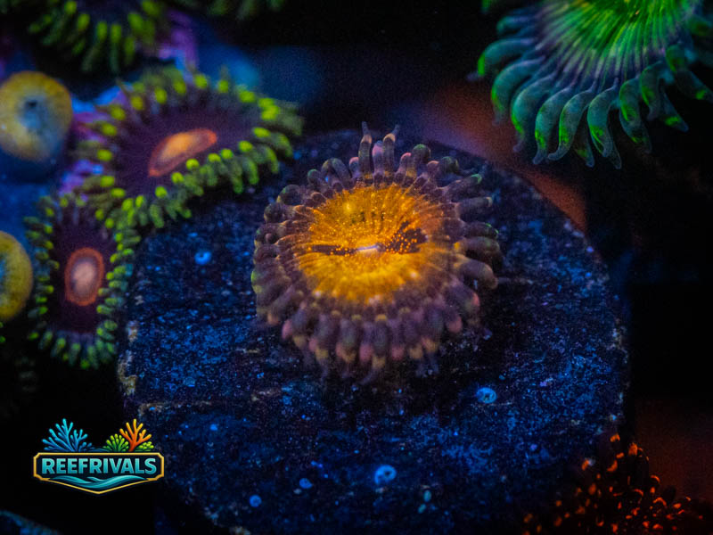 WWC Pandora Zoa coral image from ReefRivals, listed as Zoanthus sp. and Zoas
