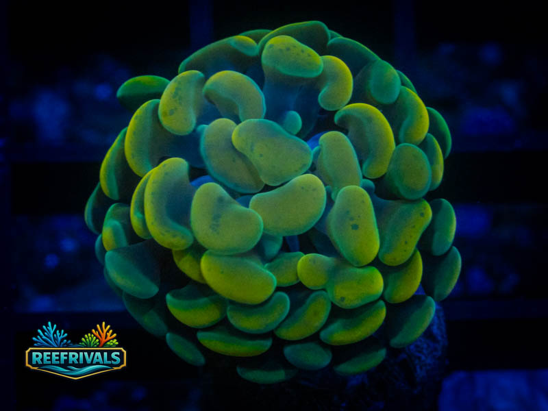 RVL Glowball Hammer coral image from ReefRivals, listed as Fimbriaphyllia ancora and Hammers