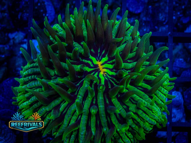 RVL ULTRA Fungia coral image from ReefRivals, listed as Fungia sp. and LPS Fleshy