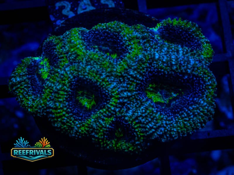 RVL Green Ring Acan coral image from ReefRivals, listed as Micromussa sp. and Acans