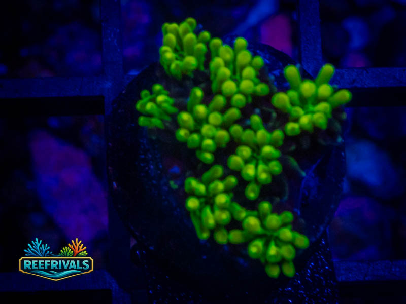 WWC Lemonade Galaxea coral image from ReefRivals, listed as Galaxea sp. and Soft Coral