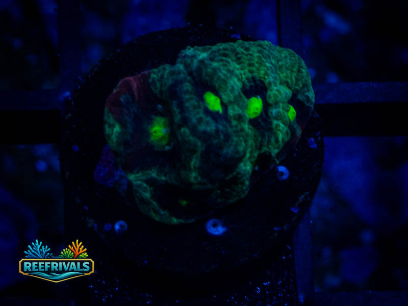 RVL Green Eyed Favia coral image from ReefRivals, listed as Favia sp. and Soft Coral