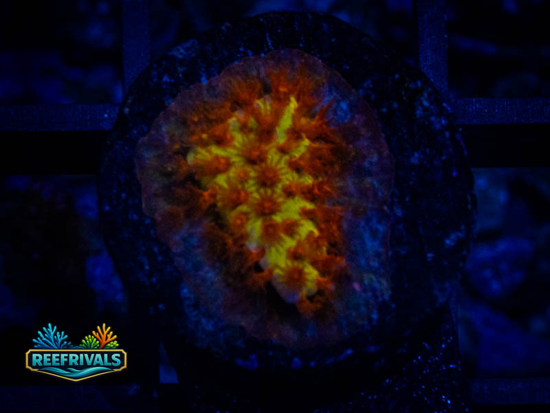 JF Burning Banana Stylo coral image from ReefRivals, listed as Stylocoeniella spp. and Encrusting