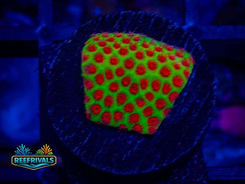 WWC The Grinchy Porites coral image from ReefRivals, listed as Porites sp. and SPS Branching