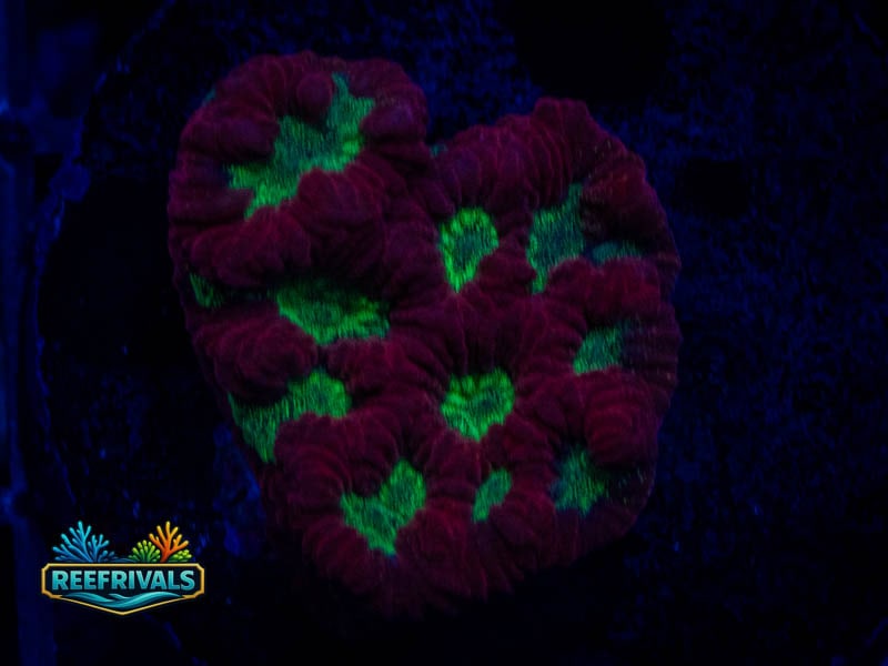 QCC Goblin Eye Favia WYSIWYG coral image | ReefRivals QCC Goblin Eye Favia coral image from ReefRivals, listed as Favia sp. and Favias