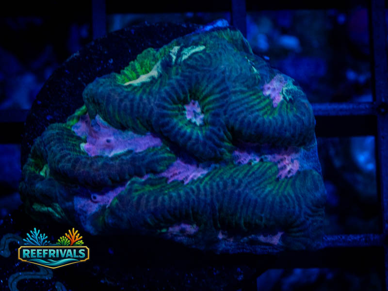 RS Pink Valley Maze Platygyra coral image from ReefRivals, listed as Platygyra sp. and Encrusting