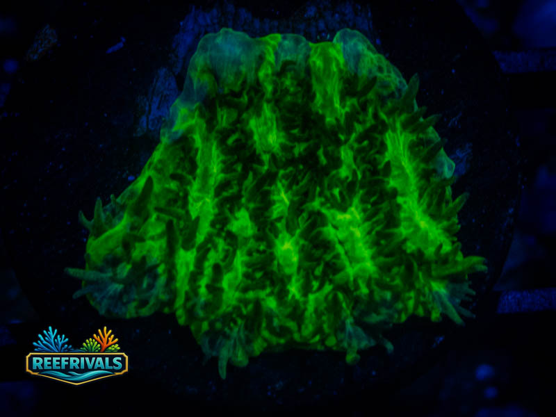 TSA Lemon Lime Hydnophora WYSIWYG coral image | ReefRivals TSA Lemon Lime Hydnophora coral image from ReefRivals, listed as Hydnophora sp. and SPS Branching