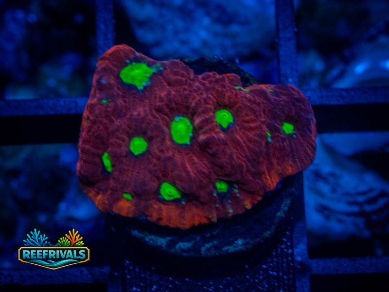 RVL Green Eyed Favia coral image from ReefRivals, listed as Favia sp. and Favias