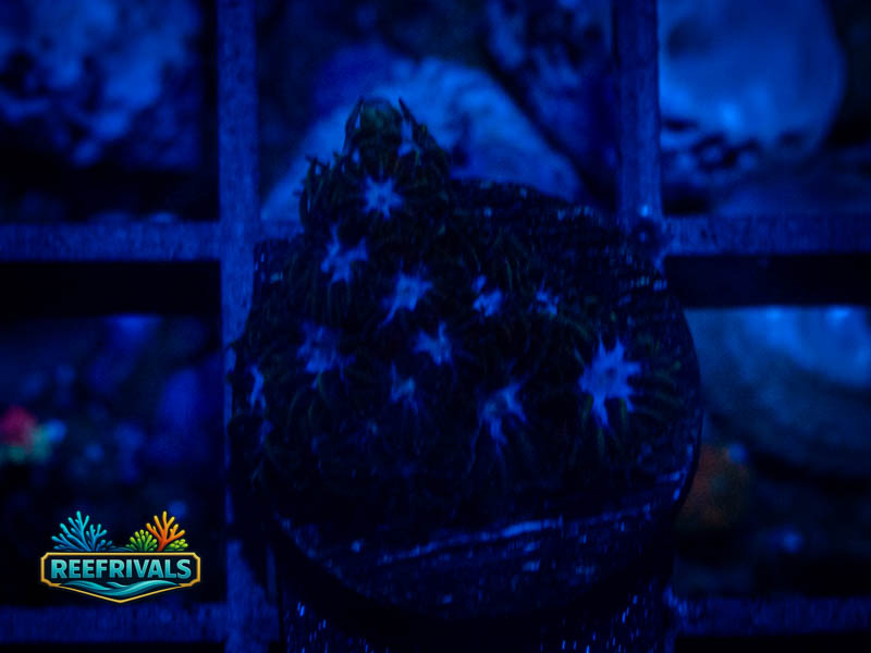 VA Blue Steel Leptastrea coral image from ReefRivals, listed as Leptastrea sp. and Encrusting
