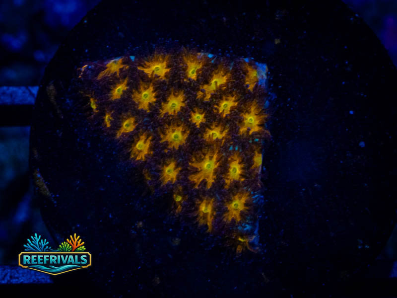WWC Honeycomb Leptastrea coral image from ReefRivals, listed as Leptastrea sp. and Encrusting