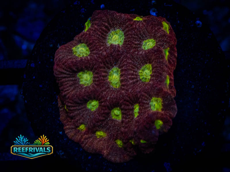 RS Red War Favia coral image from ReefRivals, listed as Favia sp. and Favias