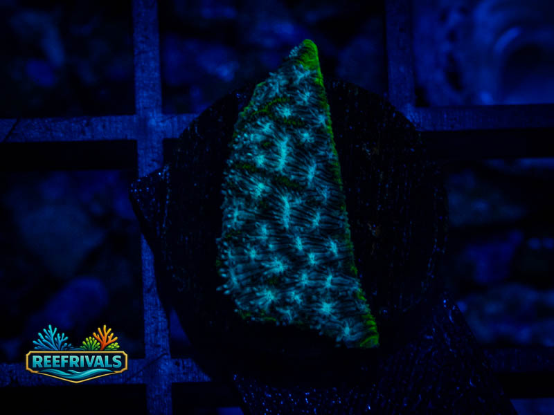ARC Mr. Freeze Lepto coral image from ReefRivals, listed as Leptoseris sp. and SPS Branching