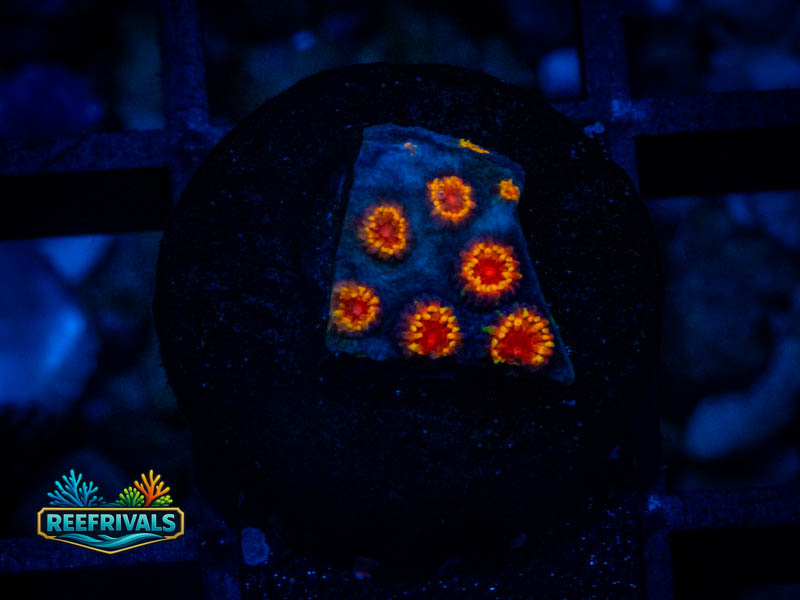 TG Bizarro Cyphastrea coral image from ReefRivals, listed as Cyphastrea sp. and Encrusting