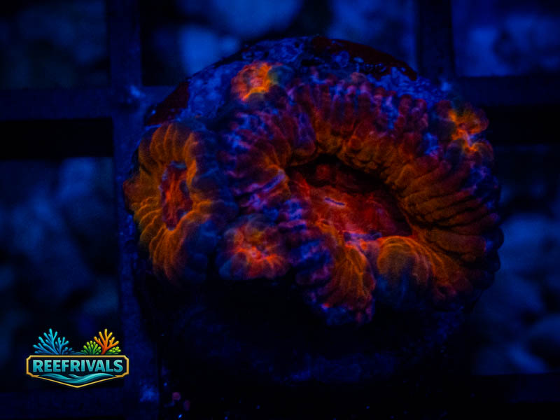 RVL Blue Striped Acan coral image from ReefRivals, listed as Micromussa sp. and Acans