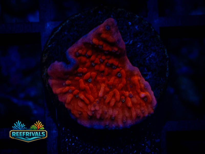JF Snow Cap Monti coral image from ReefRivals, listed as Montipora sp. and Montis
