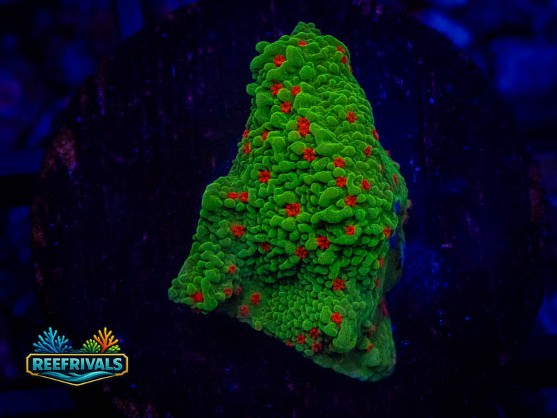 TSA Season's Greetings Monti coral image from ReefRivals, listed as Montipora sp. and Montis