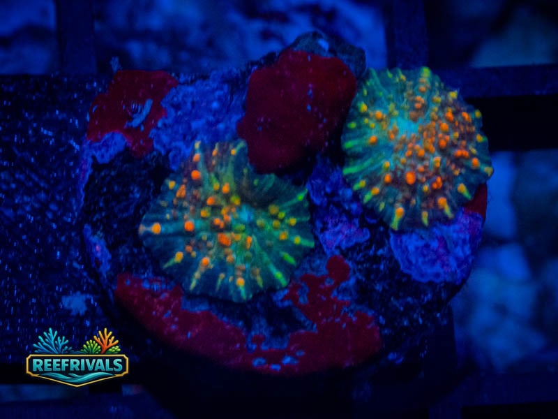 RVL OJ Mushroom coral image from ReefRivals, listed as Discosoma spp. and Mushrooms