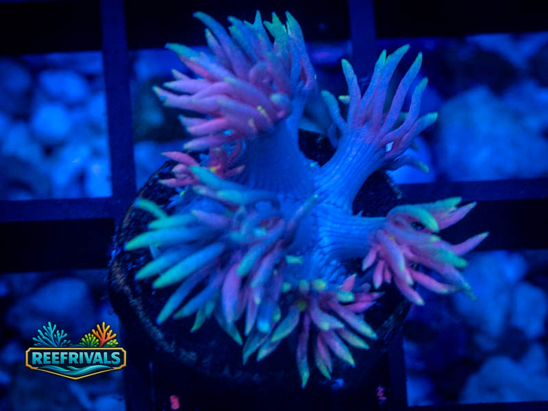TG Rainbow Dash Goni coral image from ReefRivals, listed as Goniopora sp. and Gonis