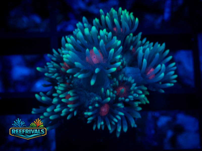 WWC North Star Goni coral image from ReefRivals, listed as Goniopora sp. and Gonis