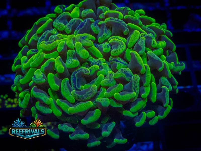 RVL Green Splatter Hammer coral image from ReefRivals, listed as Fimbriaphyllia ancora and Hammers