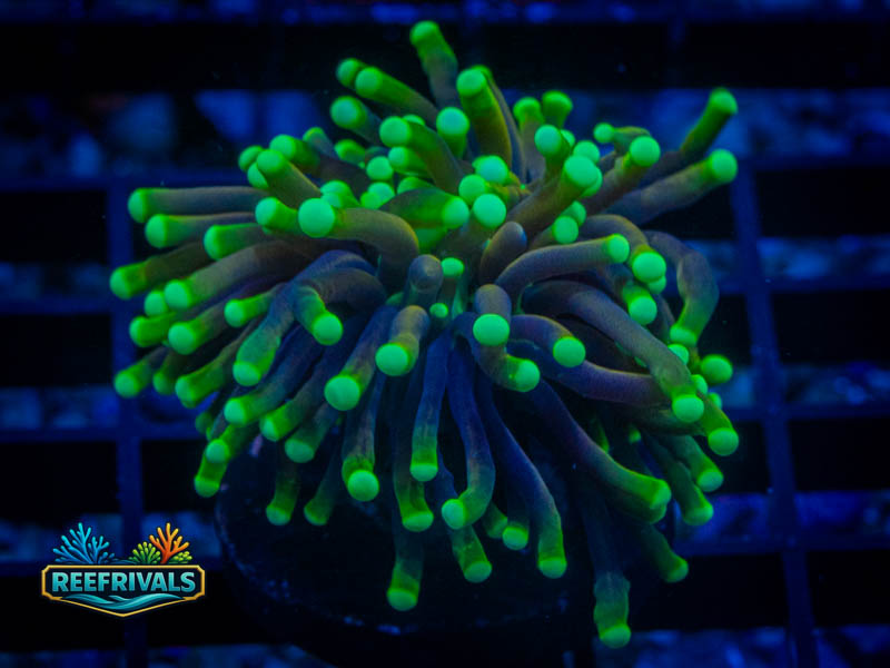 QCC Blacklight Torch WYSIWYG coral image | ReefRivals QCC Blacklight Torch coral image from ReefRivals, listed as Euphyllia glabrescens and Torches