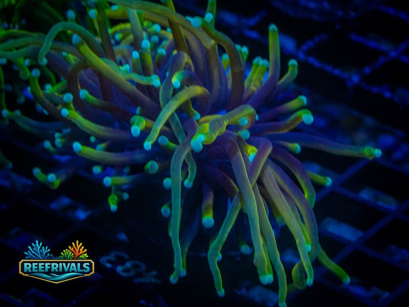 TSA Dragon Soul Torch coral image from ReefRivals, listed as Euphyllia glabrescens and Torches