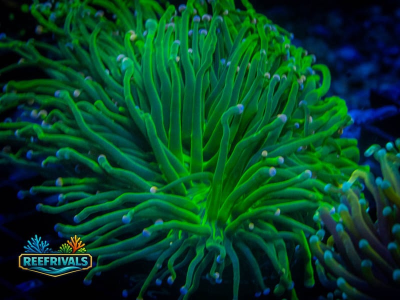 TSA Cotton Candy Torch (LARGE!) coral image from ReefRivals, listed as Euphyllia glabrescens and Torches